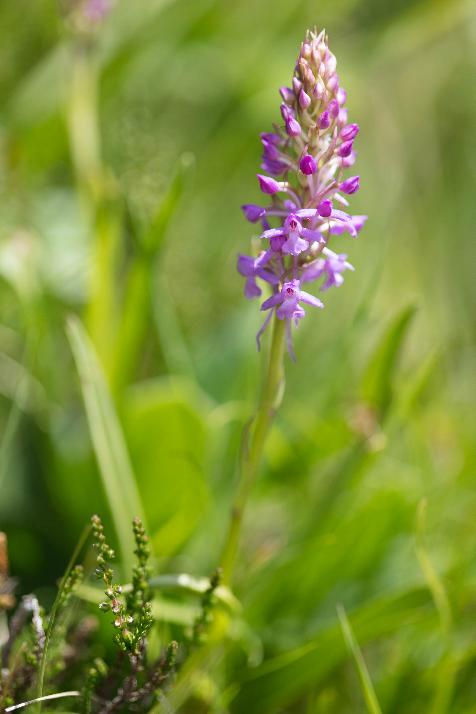 Flore - CiedesguidesChamonix @ DanielRodrigues