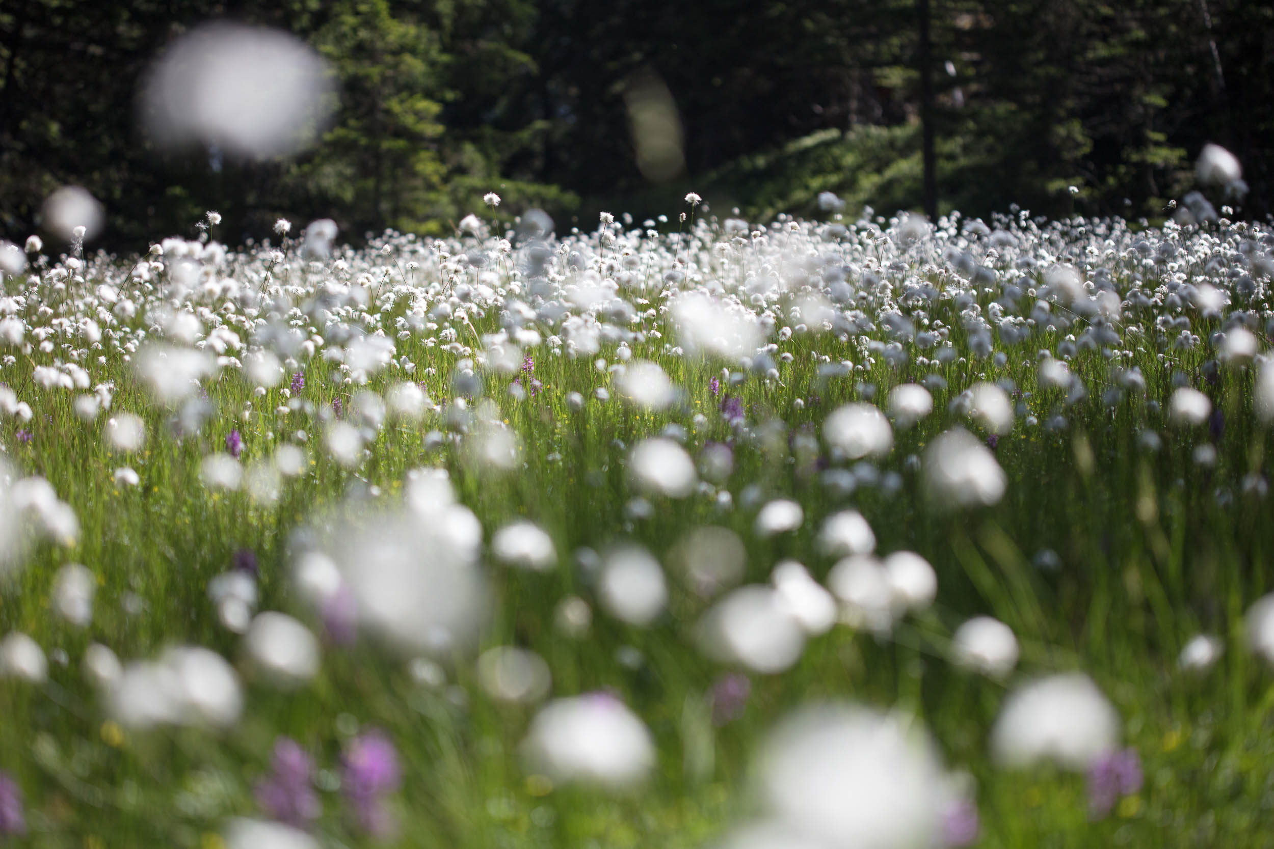 Flore - CiedesguidesChamonix @ DanielRodrigues