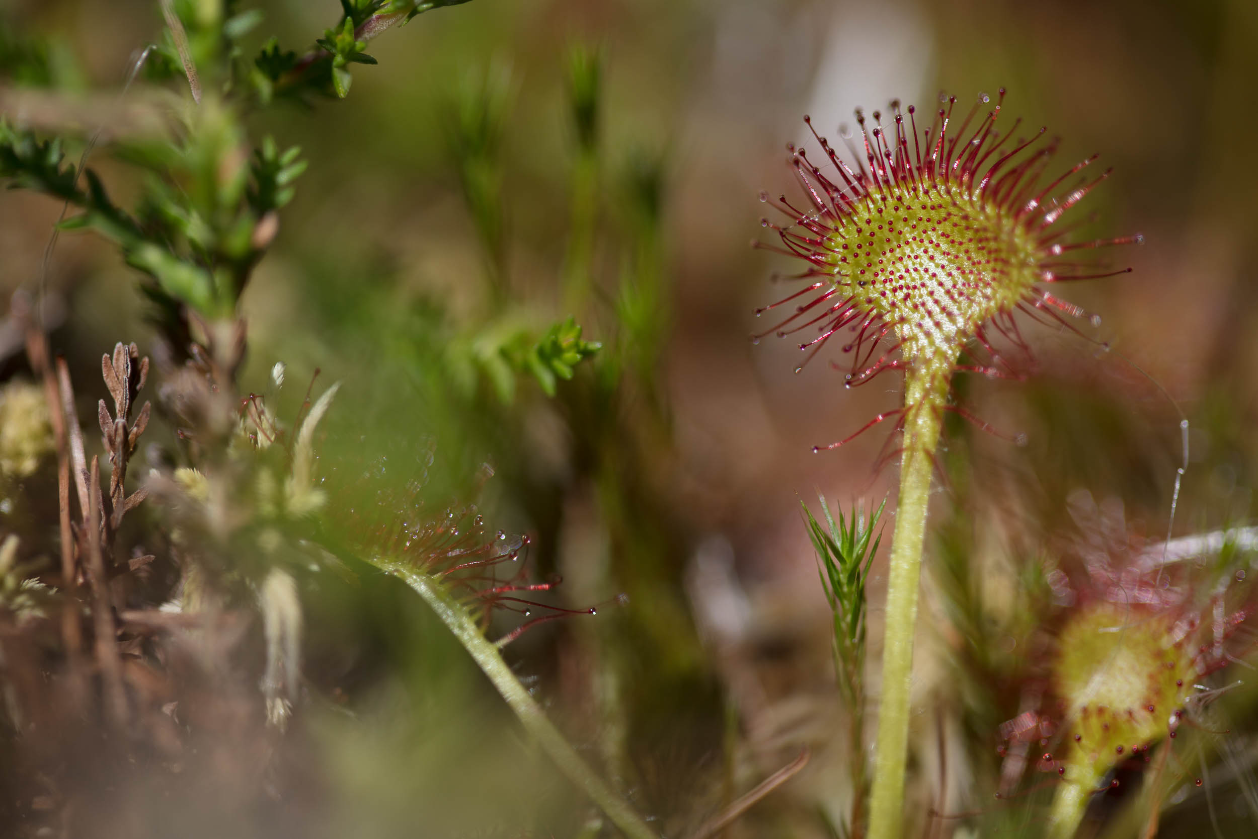 flore - CiedesguidesChamonix @ DanielRodrigues