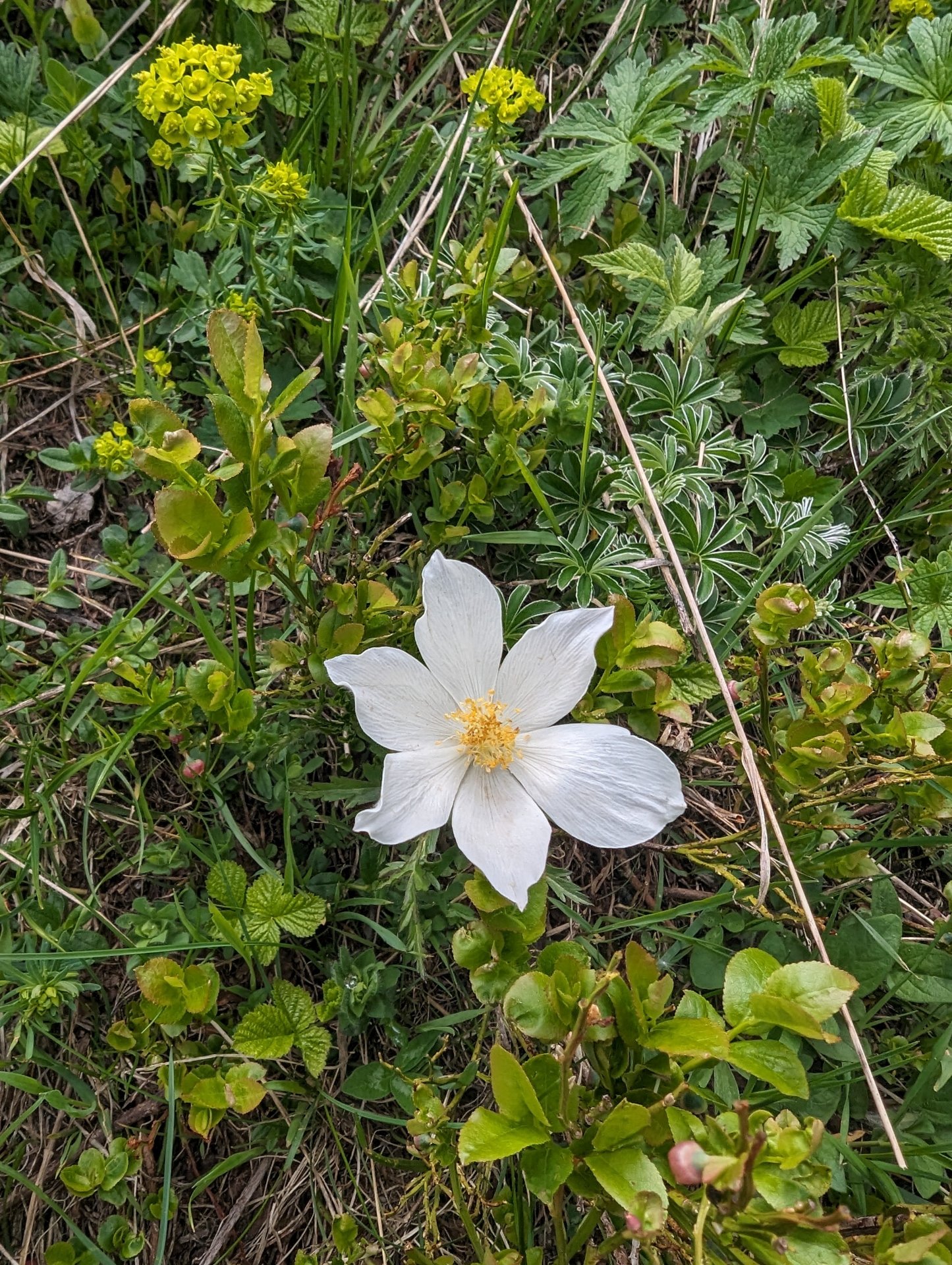 pxl-20240612-145331517-33537