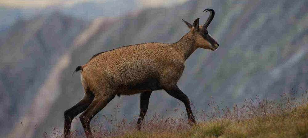 chamois-33541