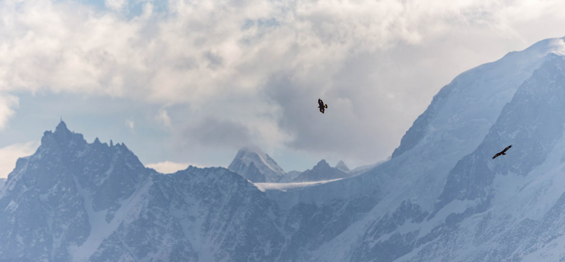 Aigle Royal @ Daniel Rodrigues Aigle Royal Grand Prédateur Chamonix