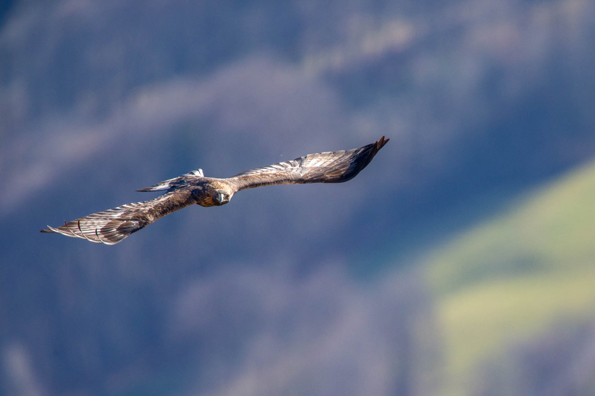 Aigle Royal @ Daniel Rodrigues Aigle Royal Grands Prédateurs Chamonix