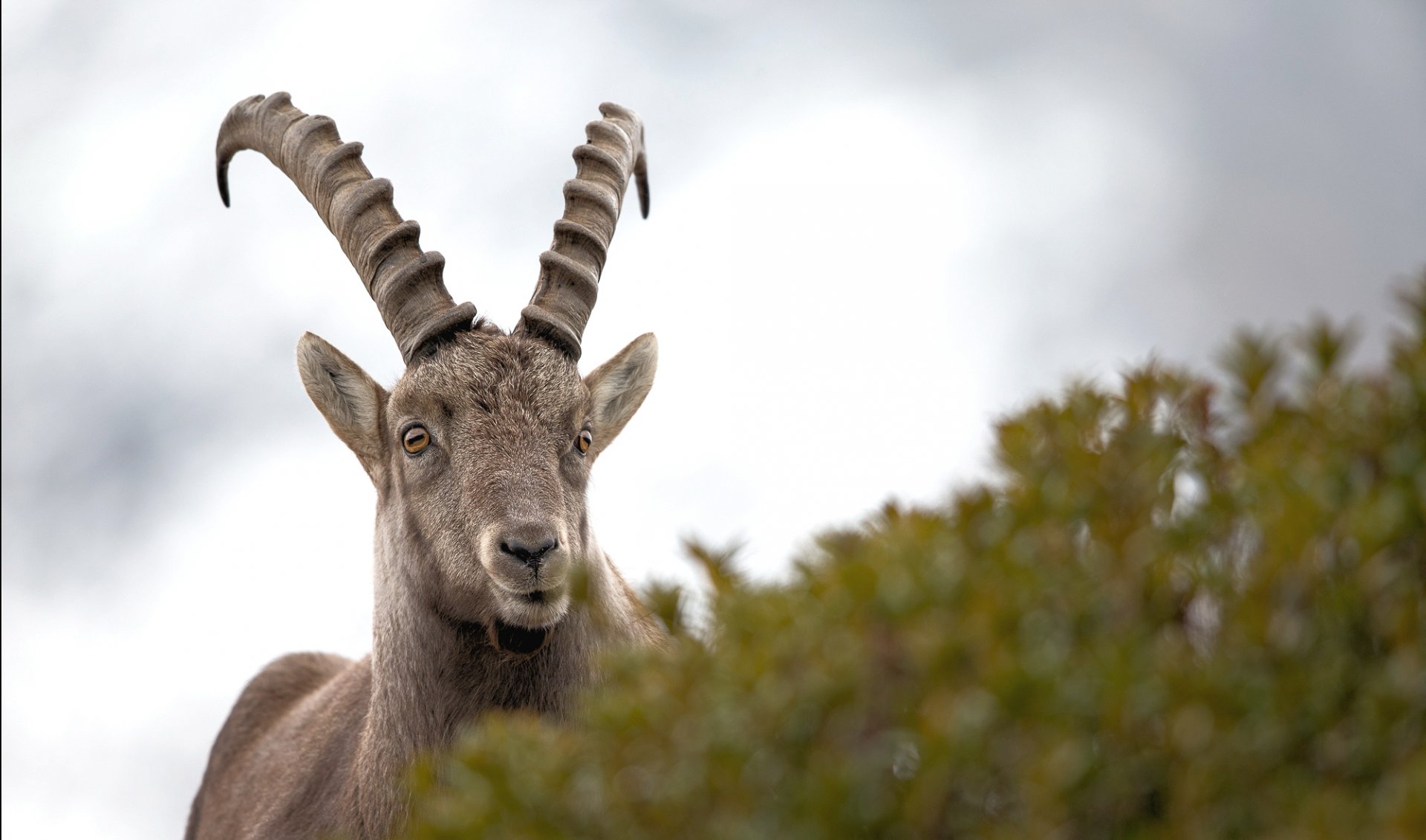 bouquetin-10464-33542