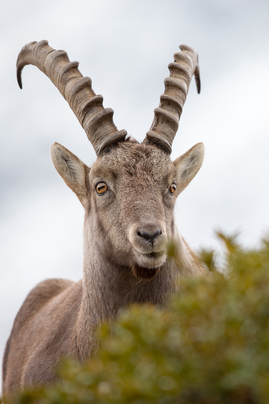 Tour du Mont Blanc bouquetin