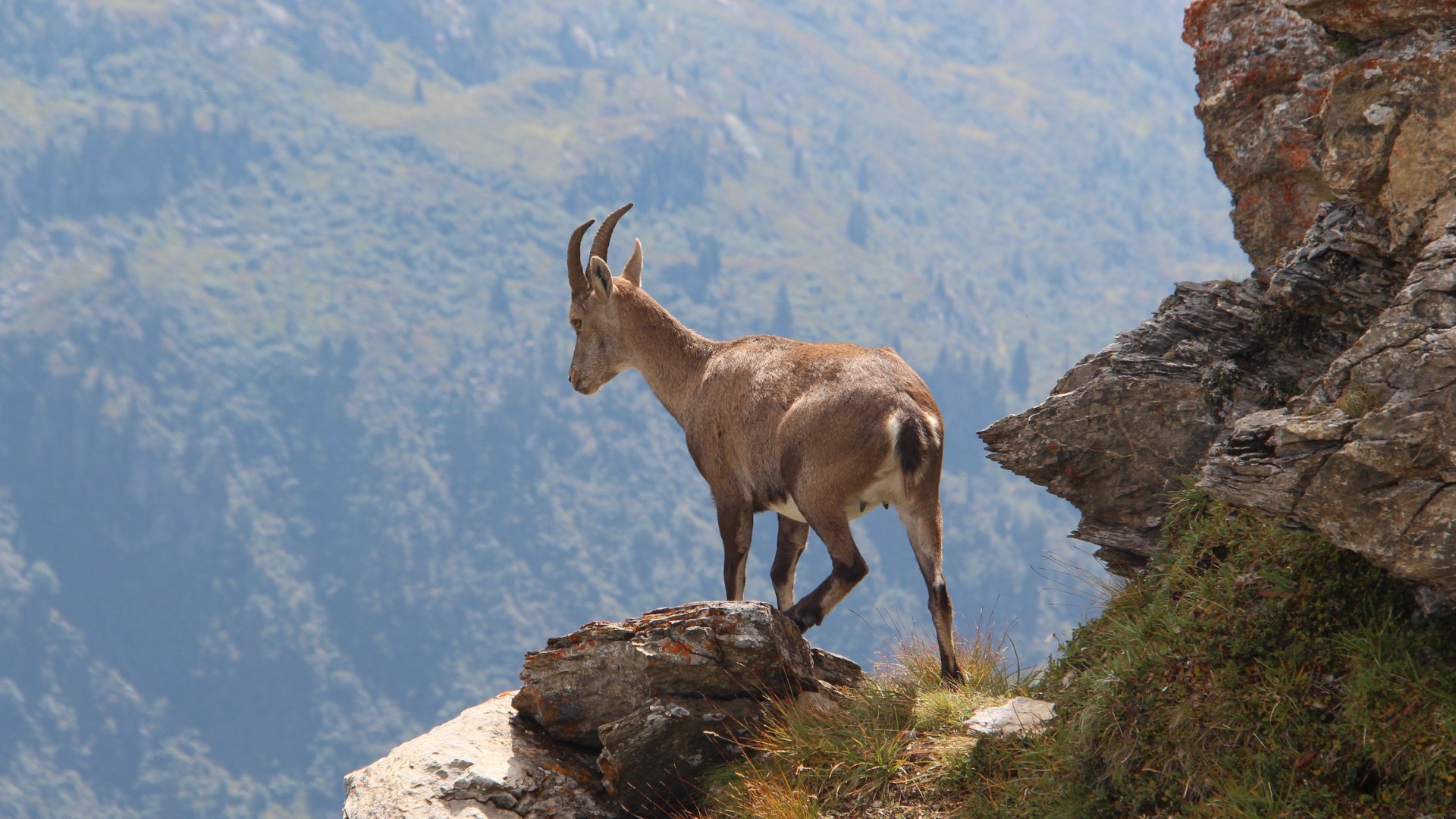 Randonnée été à Chamonix, Chamois