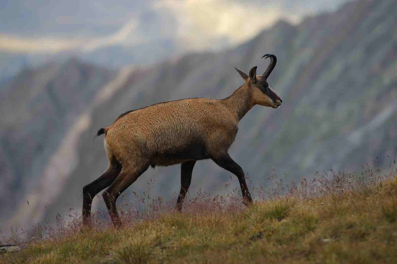 chamois-33541