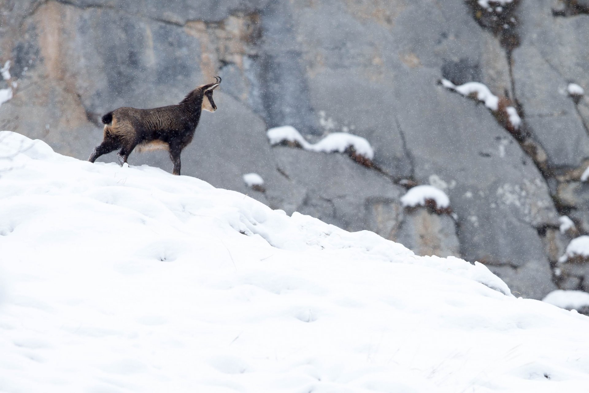 Chamois Rut Chamonix