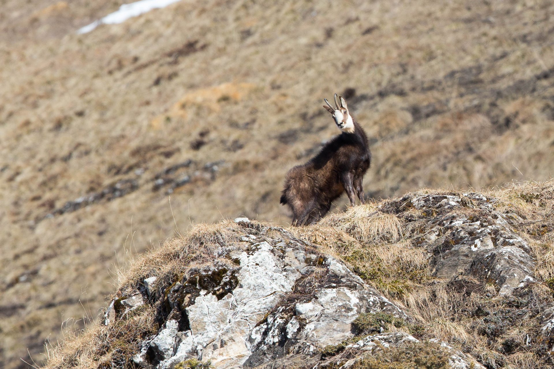 Chamois Chamonix Rut