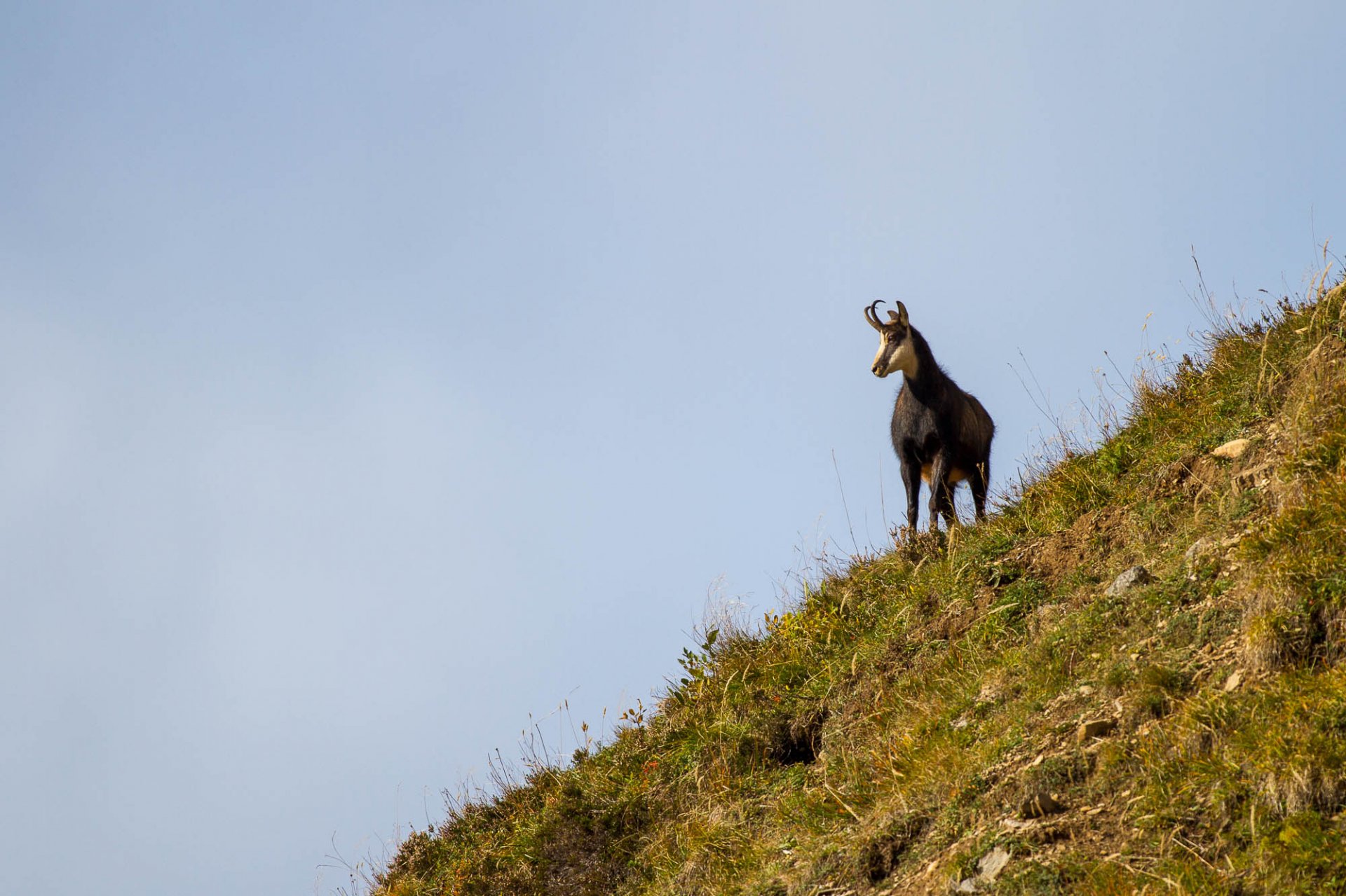 Chamois Rut Chamonix