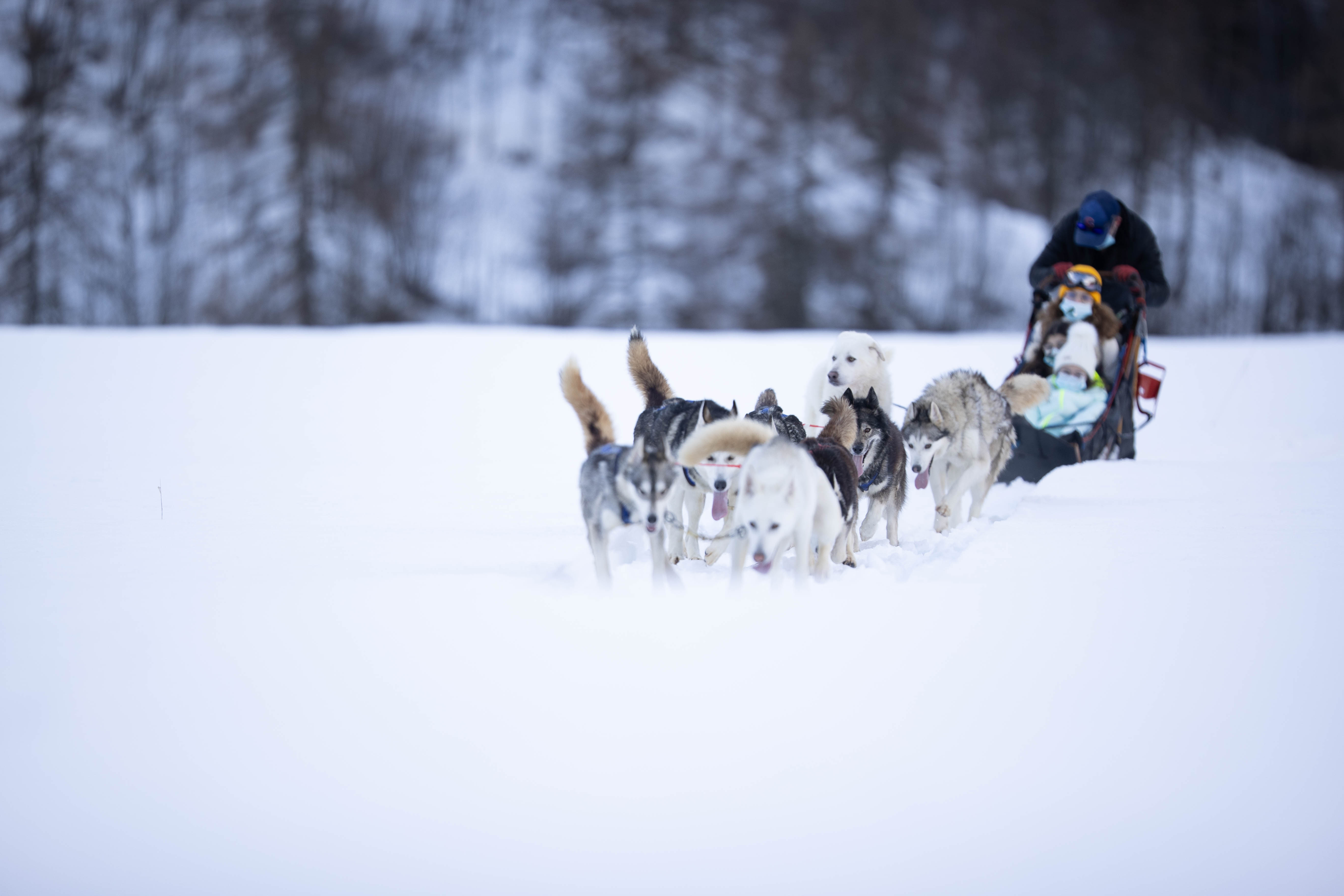 Chien de traineau Chamonix