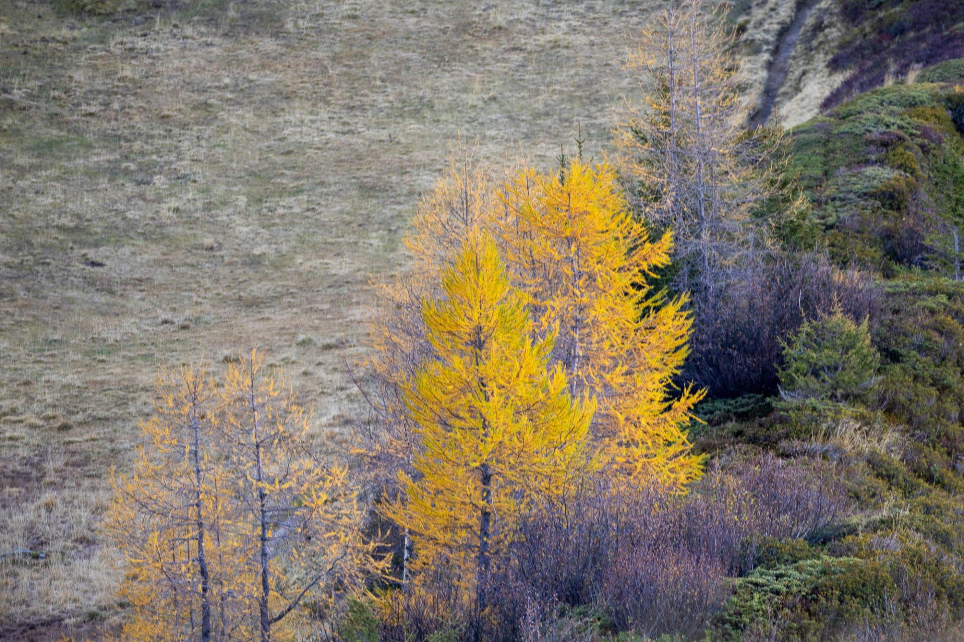 Couleurs Automne Chamonix