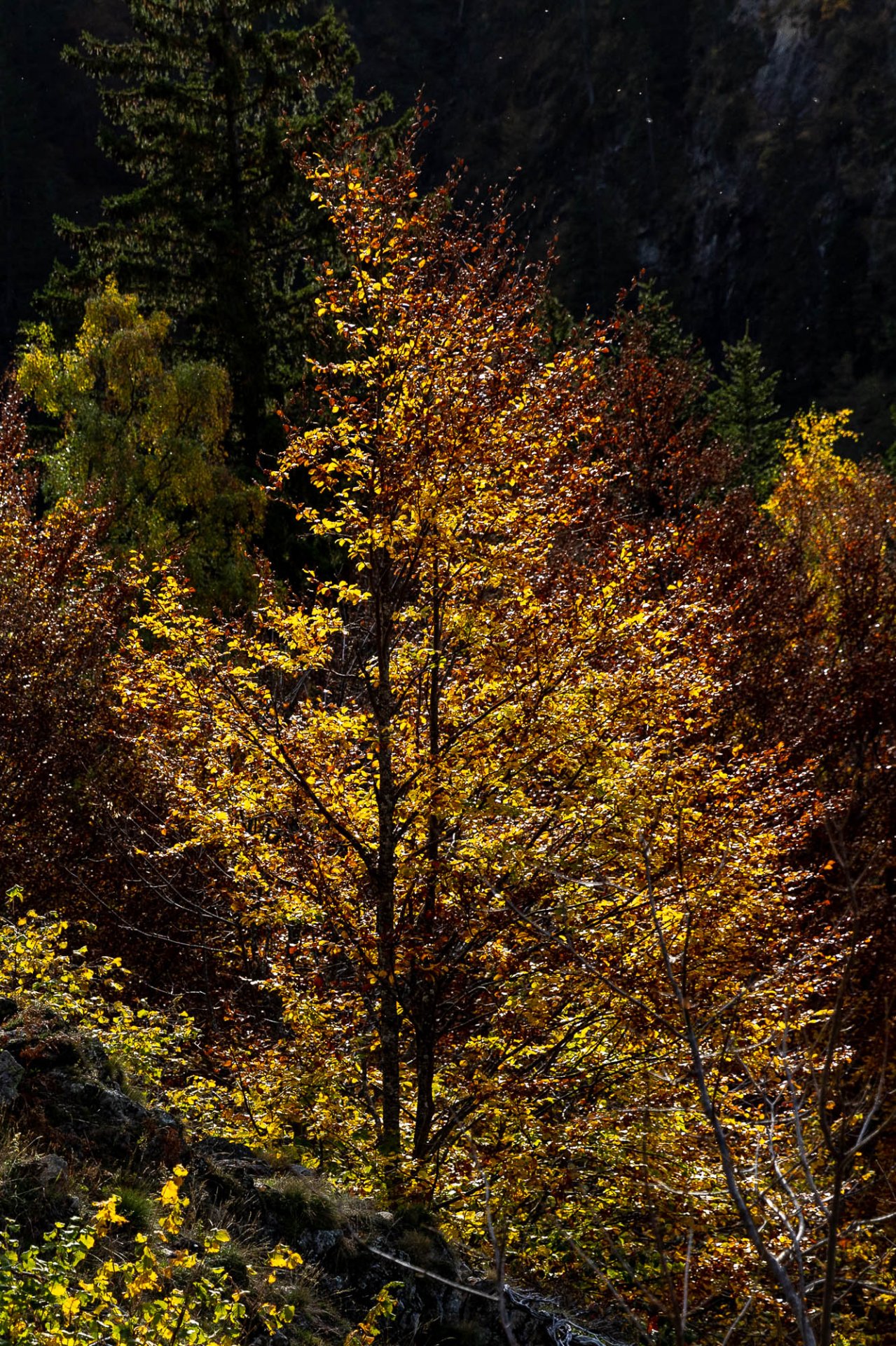 Couleurs D'automne Chamonix