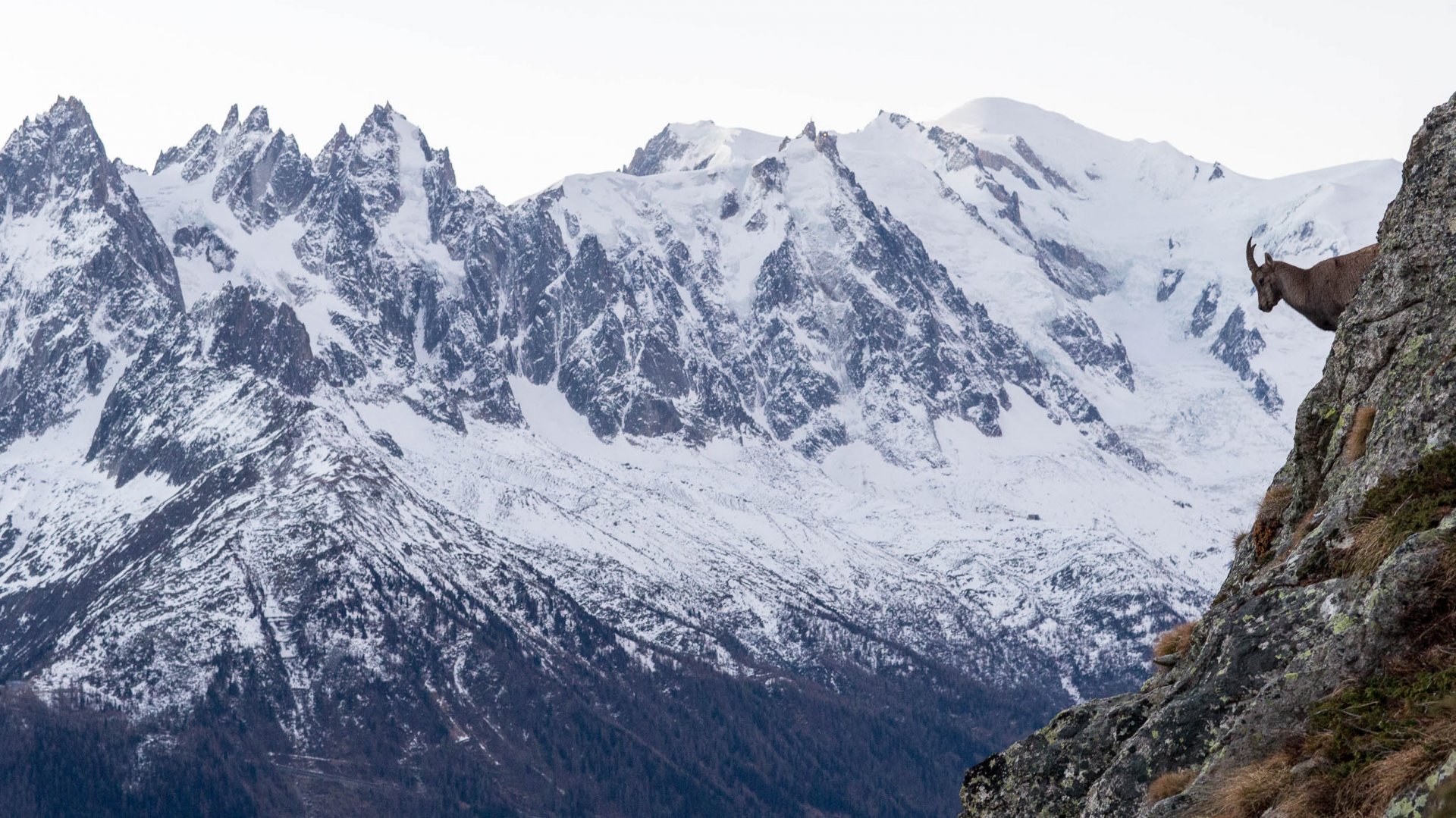 Rut du Bouquetin Chamonix