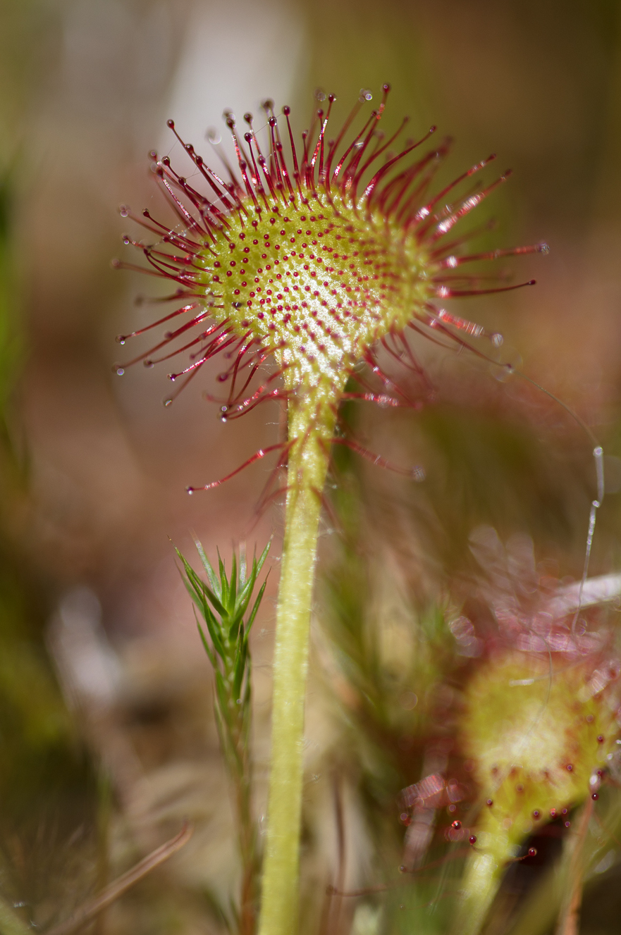 Tour du Mont Blanc Drosera