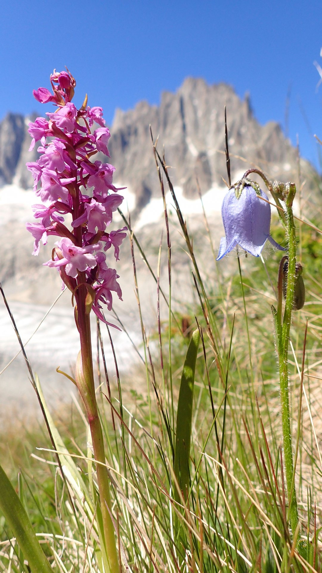 Flore alpine massif du Mont Blanc Jardin de Talèfre
