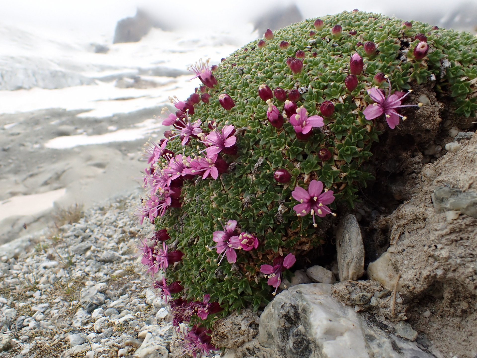 Flore alpine massif du Mont Blanc Jardin de Talèfre