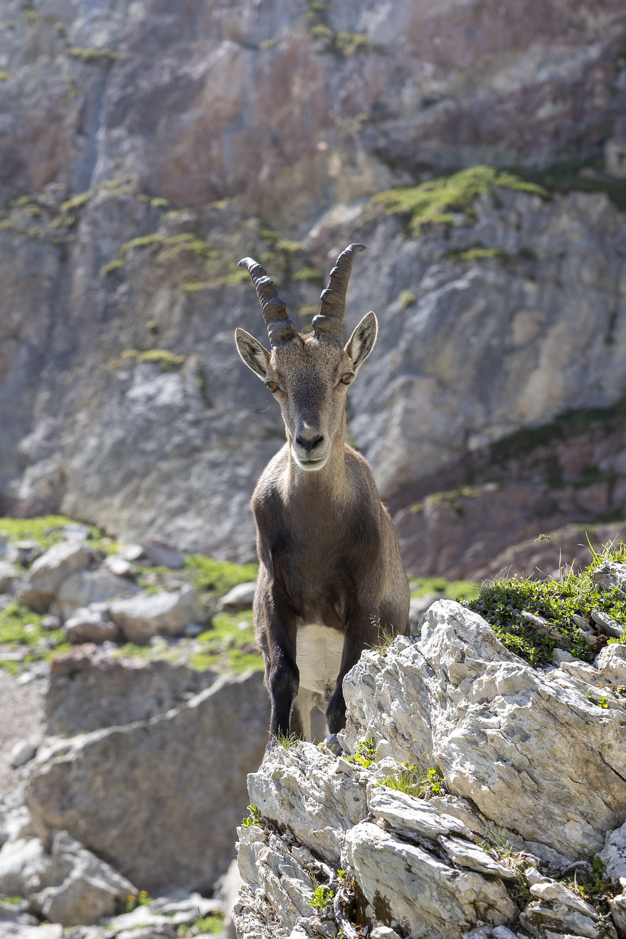 gr5-cornettesdebise-danielrodrigues-28-sur-53-35761