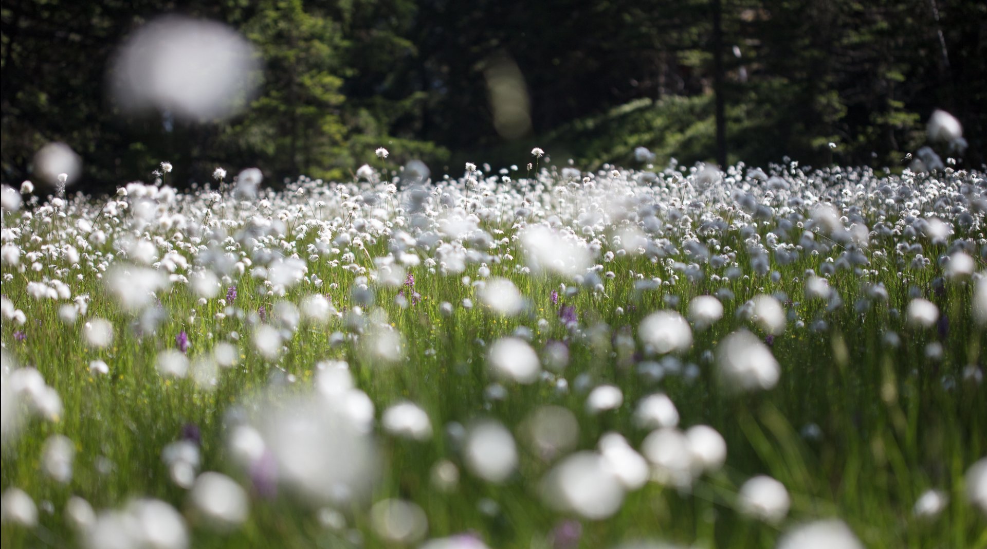 Tour du Mont intégral 6 jours sans transport