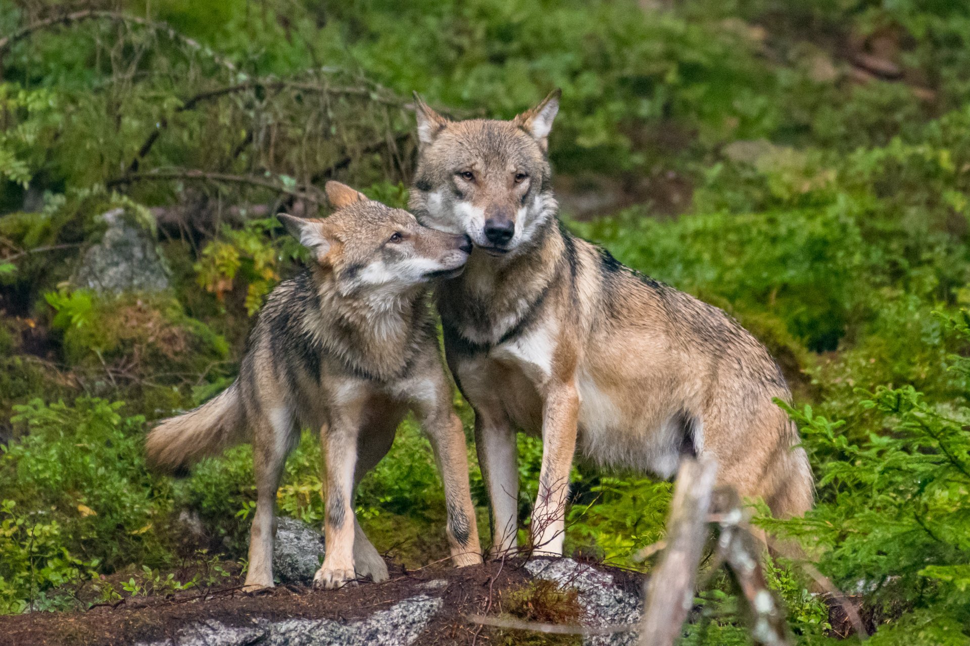 Loup @ Adobe Stock Loup Grand Prédateur Chamonix