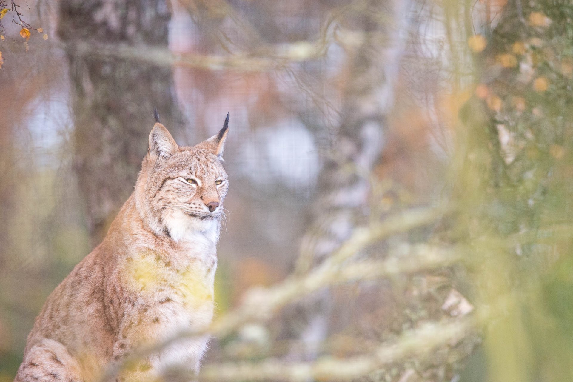 Lynx @ Daniel Rodrigues Lynx Grands Prédateurs Chamonix