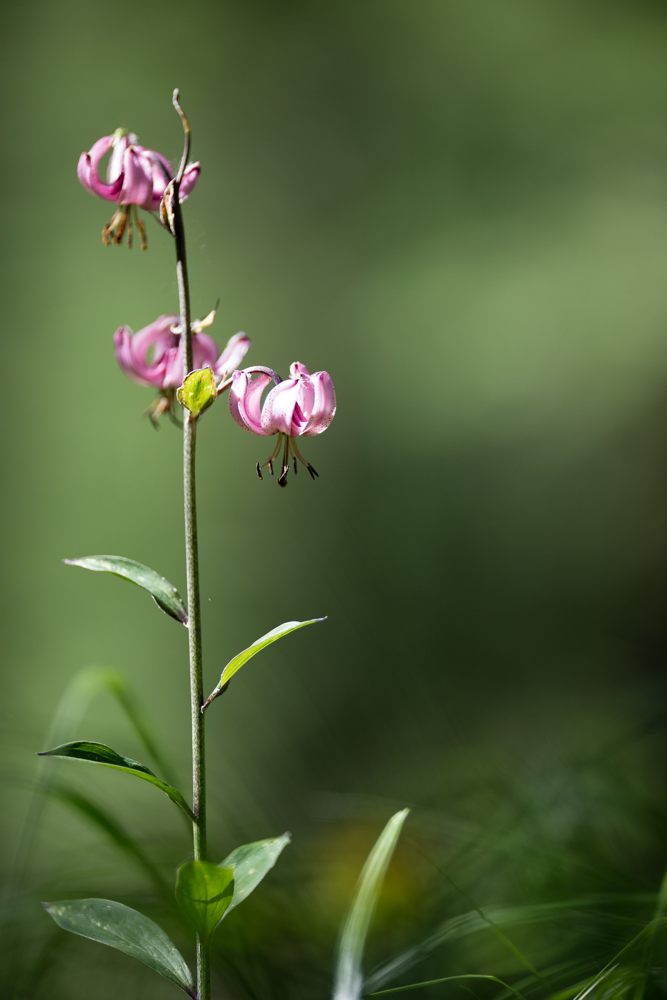 Tour du Mont Blanc lys martagon