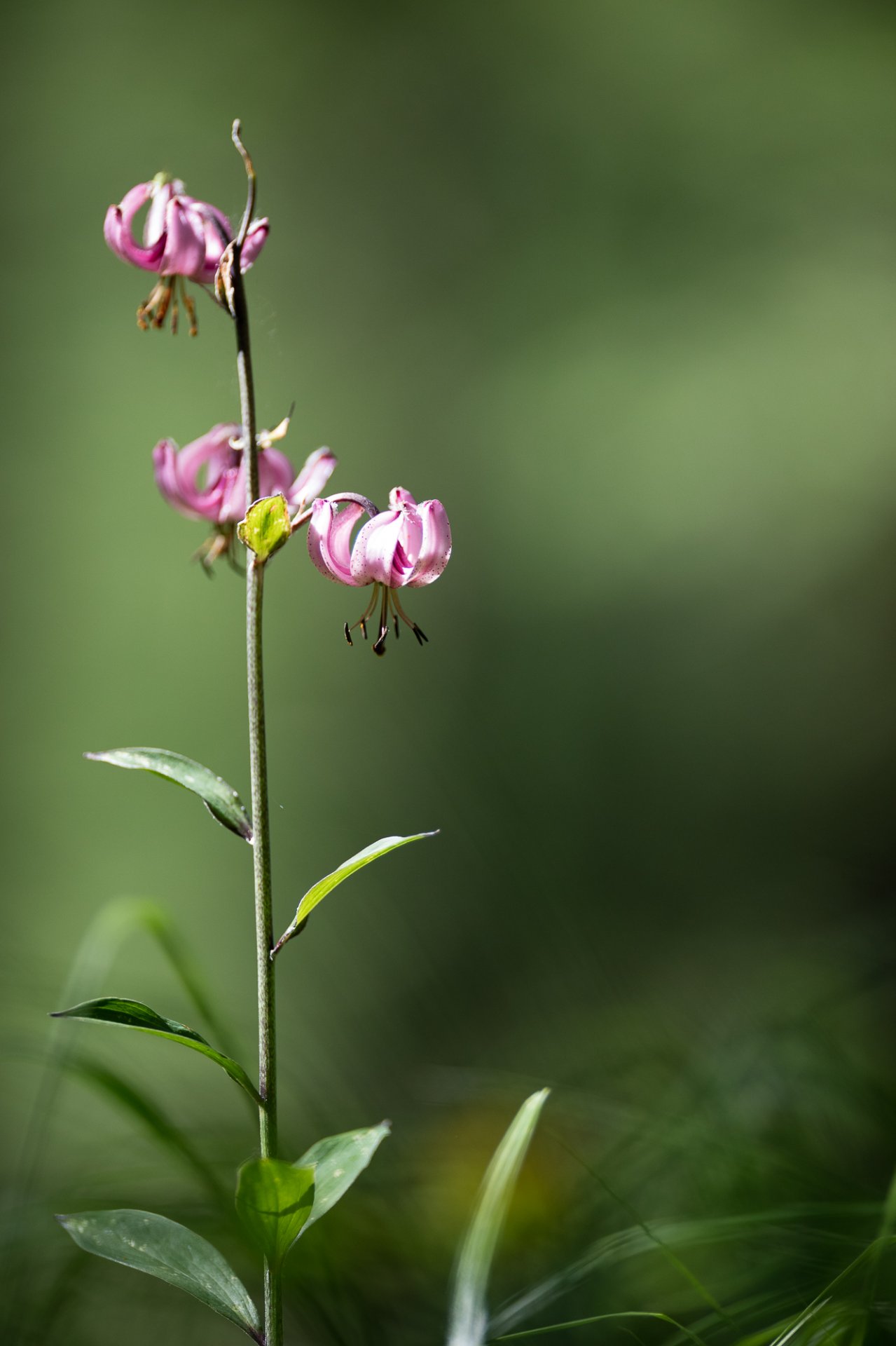 Tour du Mont Blanc Lys Martagon