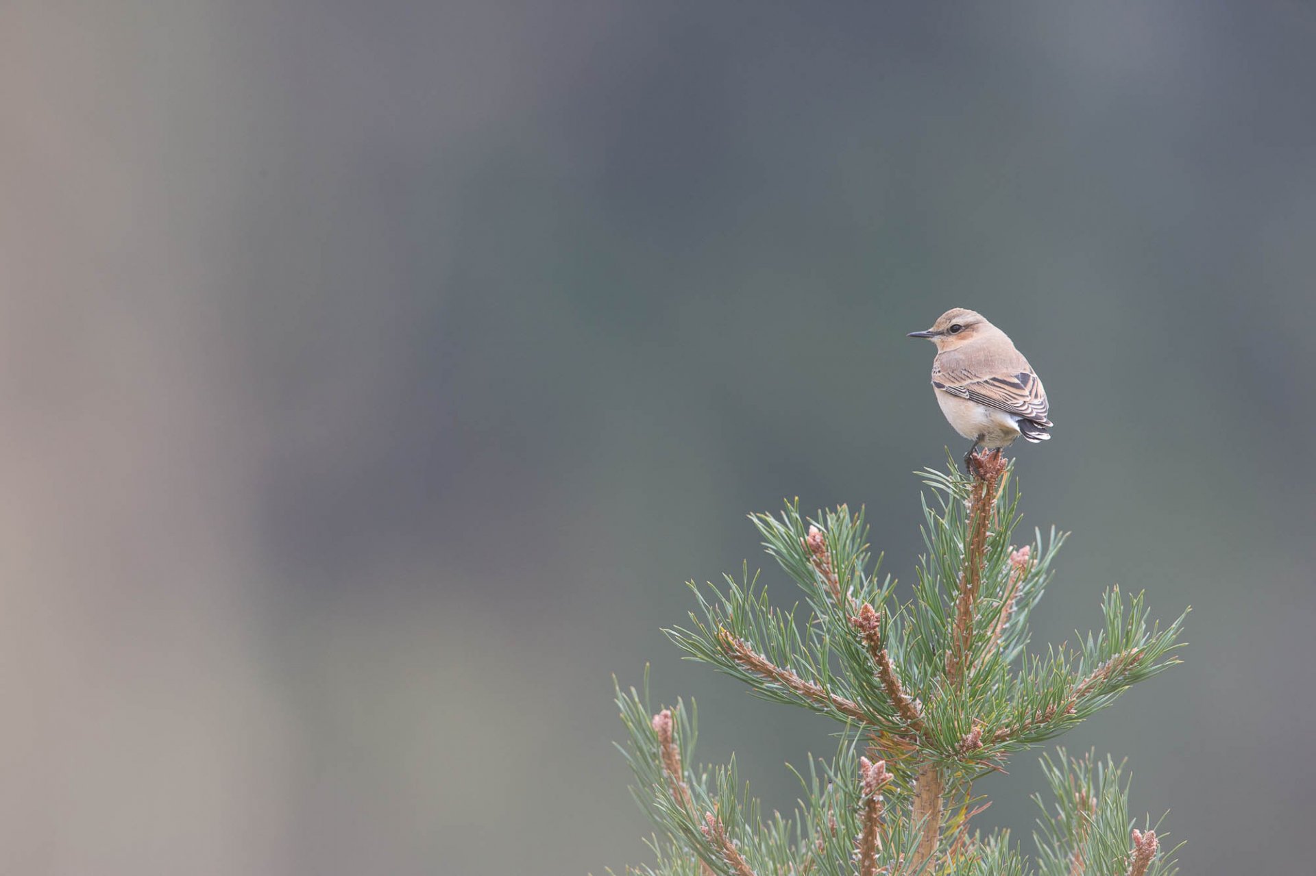 Migration Oiseaux Chamonix