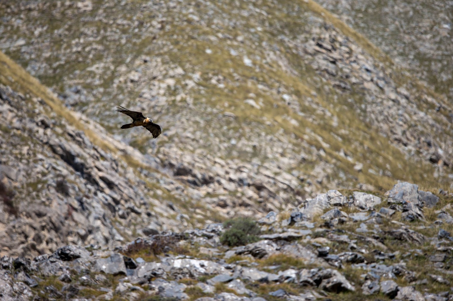 Migration Oiseaux Chamonix