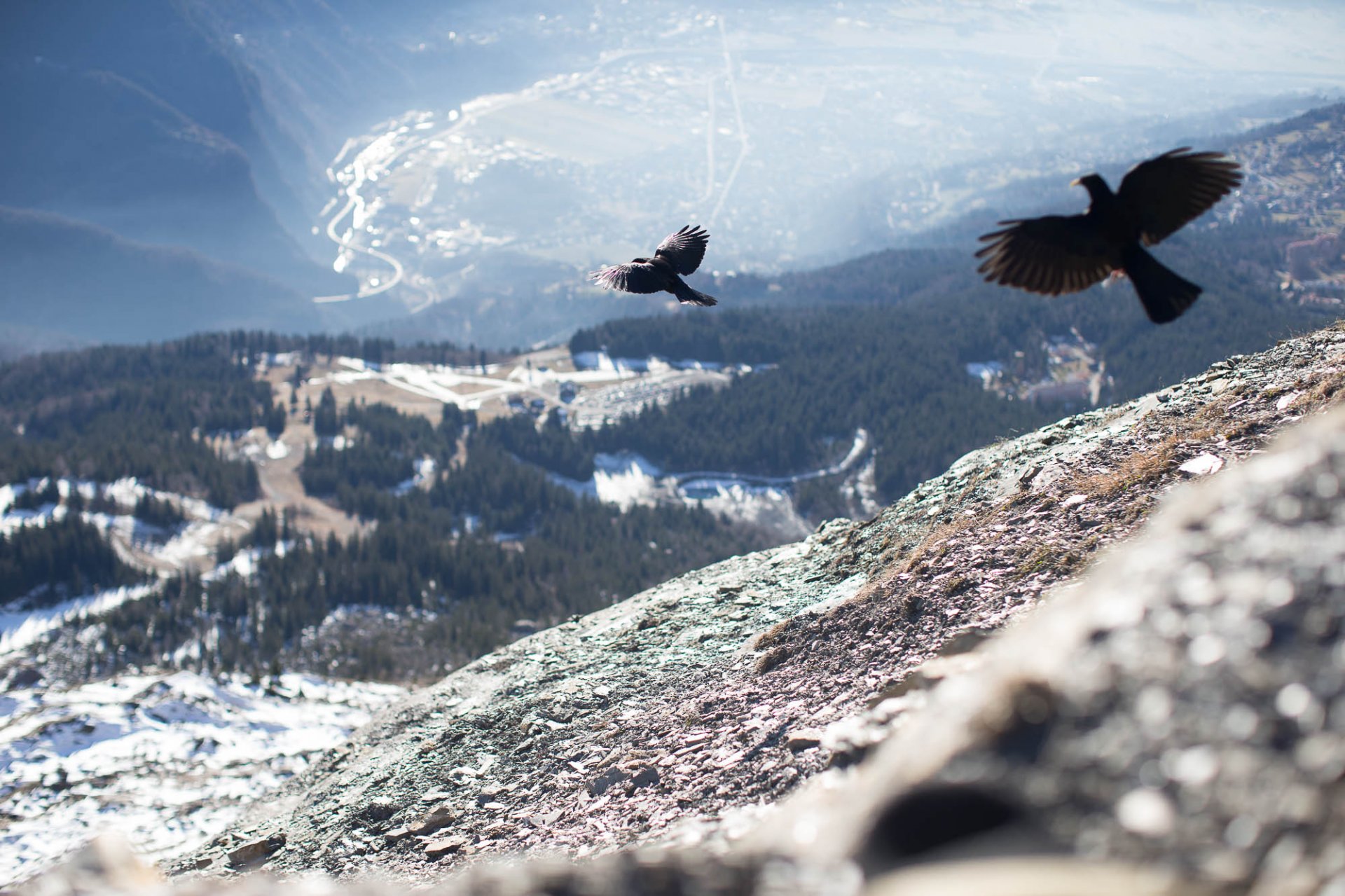 Migration Oiseaux Chamonix