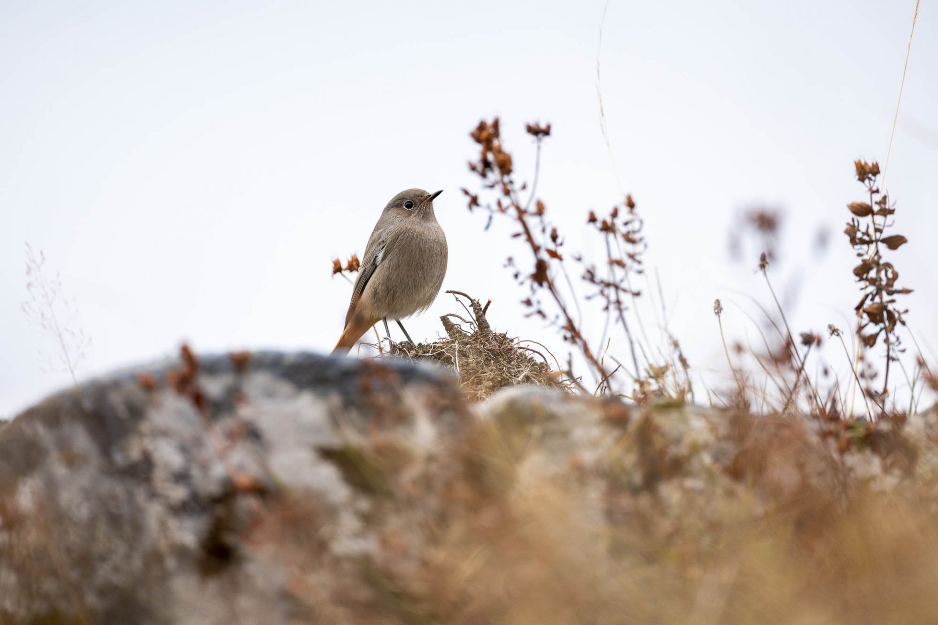 Migration Oiseaux Chamonix