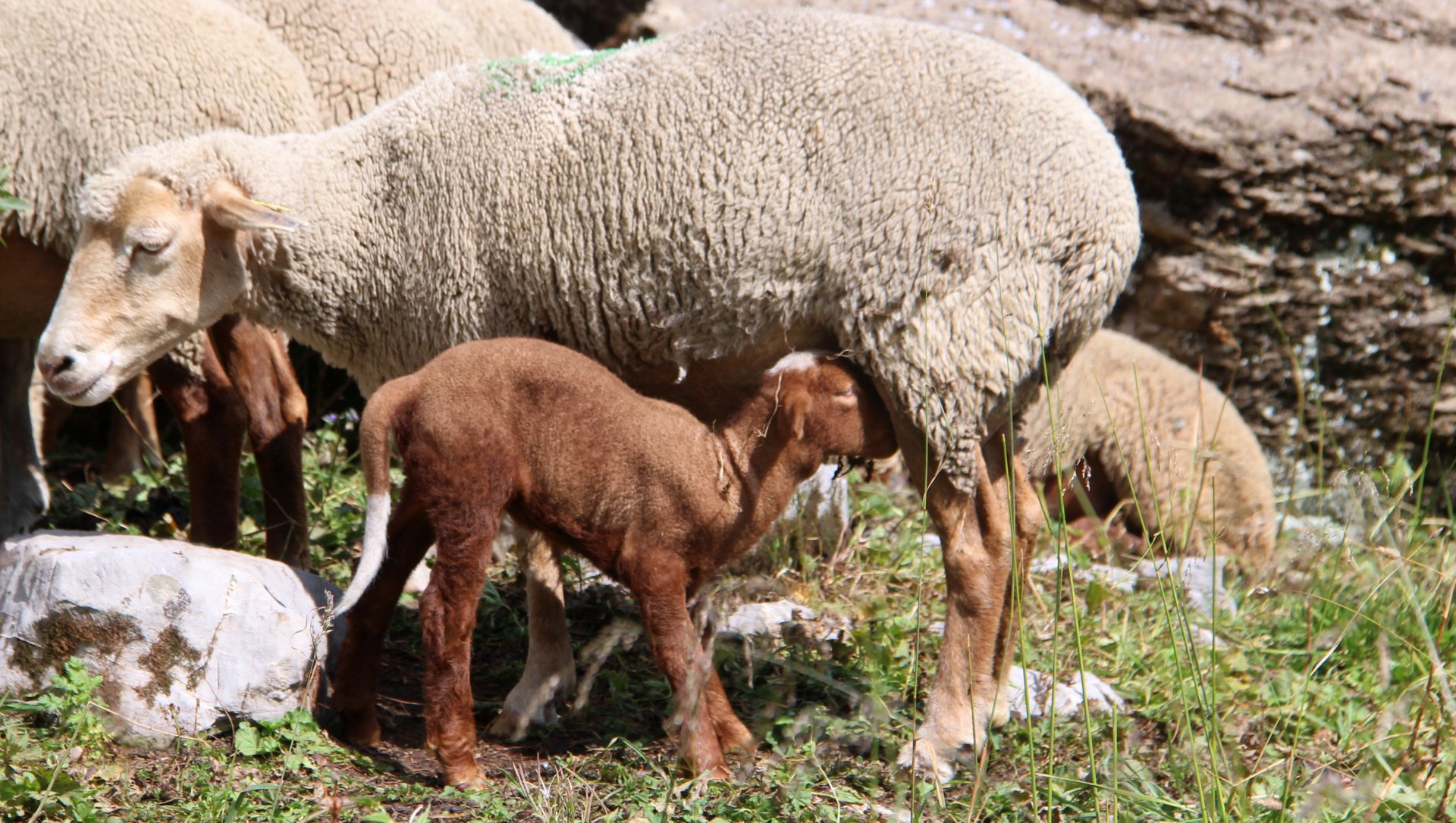 randonnée été, haute savoie, moutons, agneaux