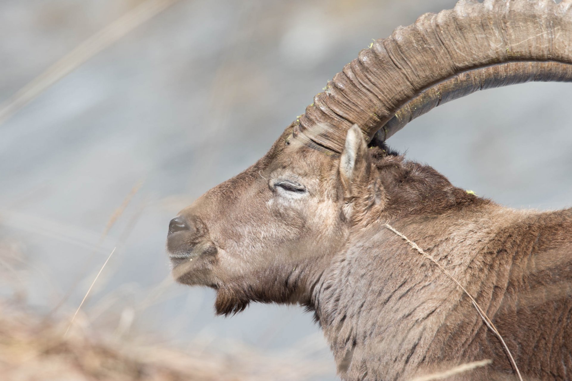 Rut du Bouquetin Chamonix