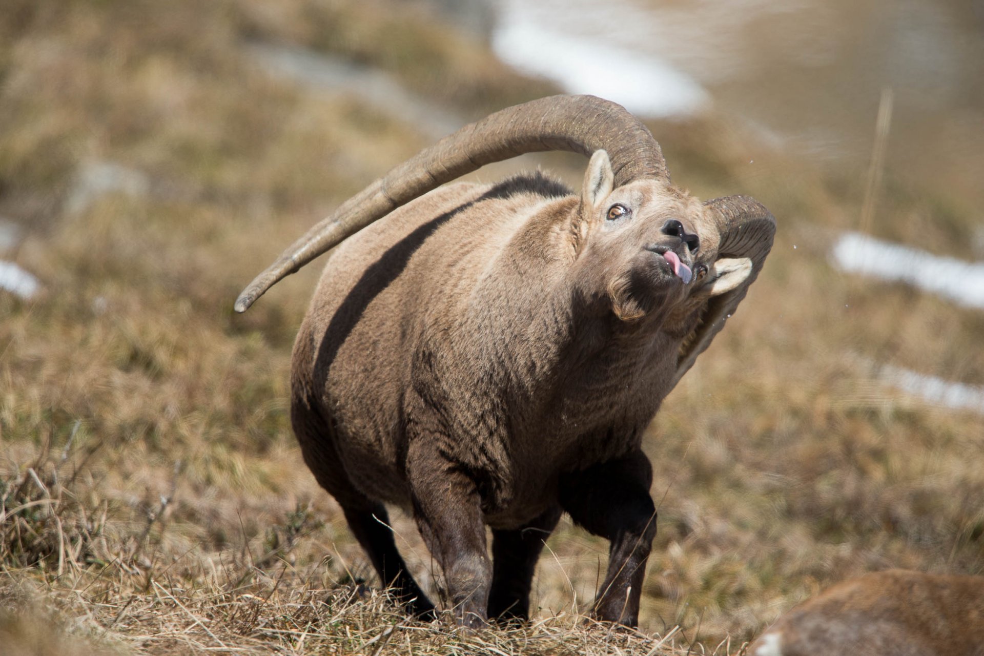Rut du Bouquetin Chamonix