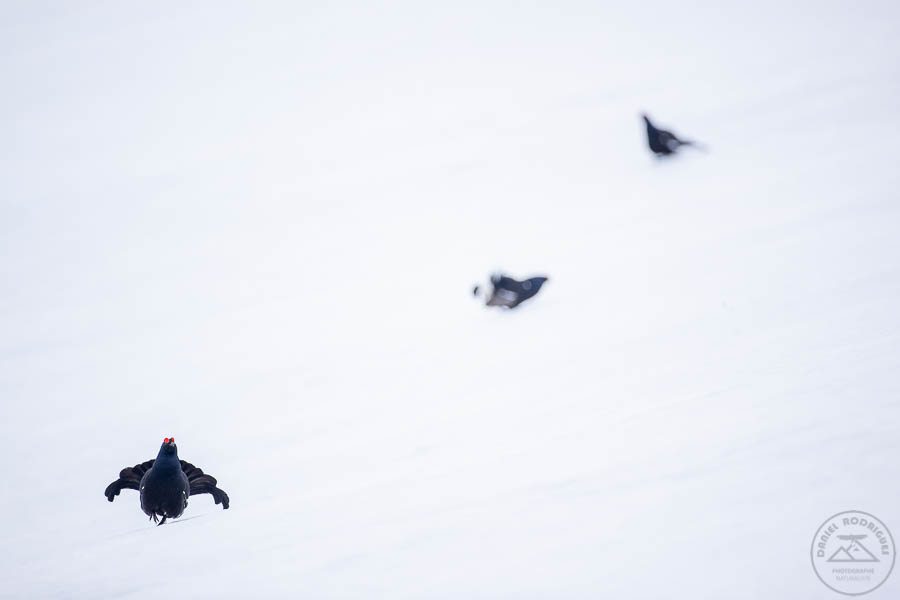 Tétras-lyre - CiedesguidesChamonix @ DanielRodrigues