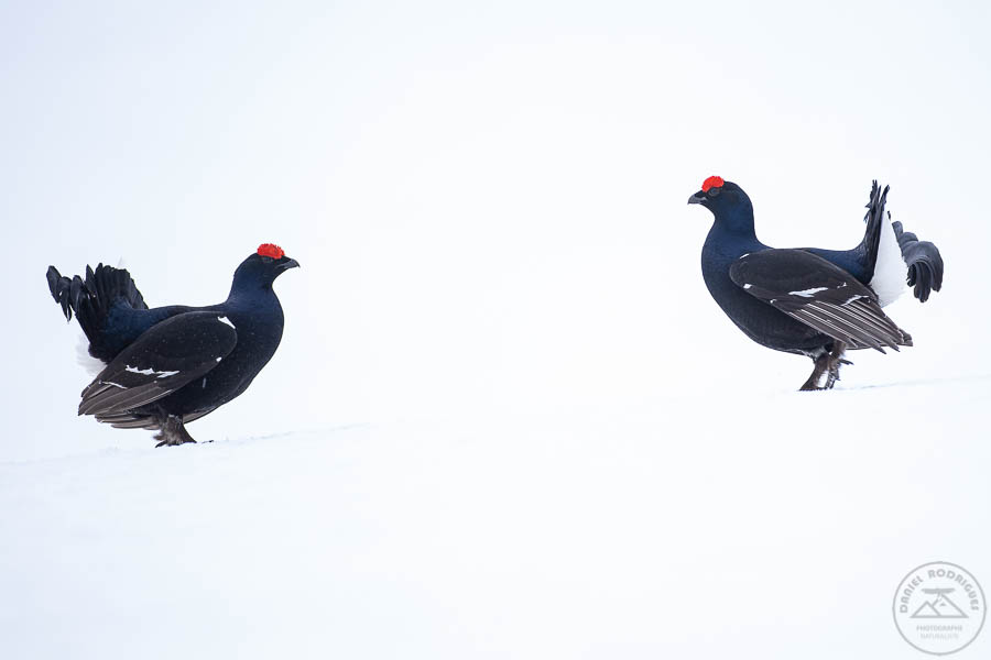 Tétras-lyre - CiedesguidesChamonix @ DanielRodrigues