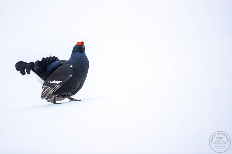 Tétras-lyre - CiedesguidesChamonix @ DanielRodrigues