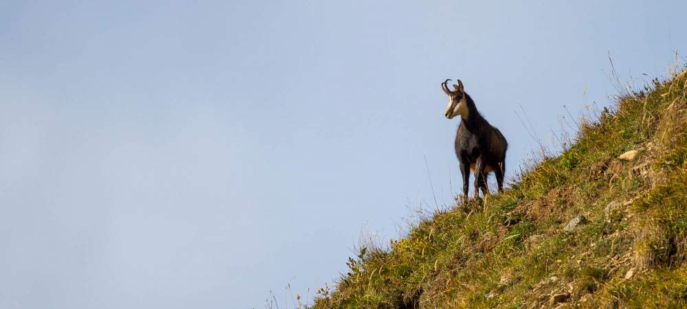Chamois Rut Chamonix