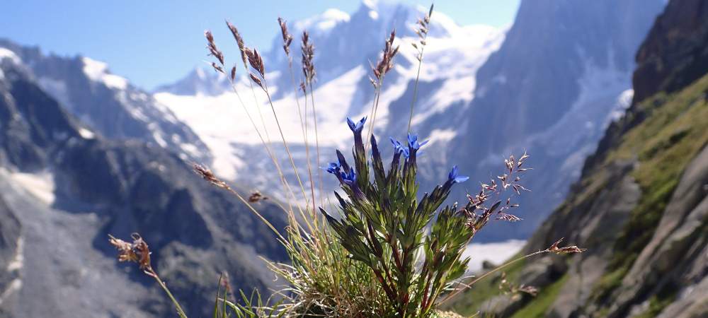 Flore alpine massif du Mont Blanc Jardin de Talèfre