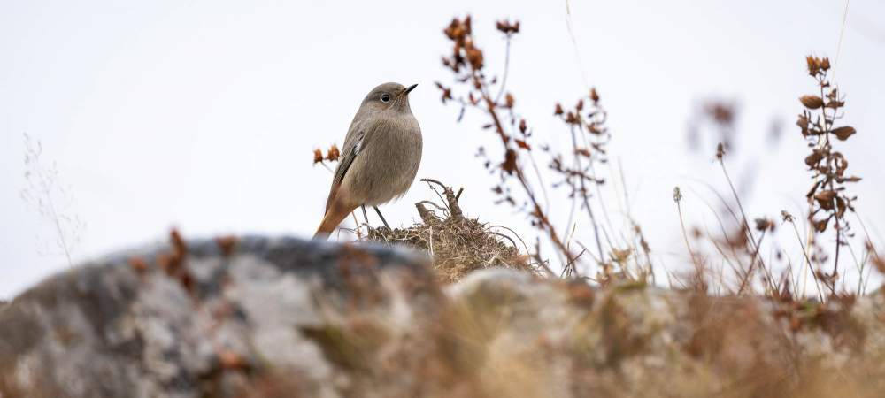 Migration Oiseaux Chamonix