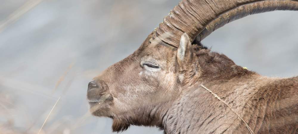 Rut du Bouquetin Chamonix