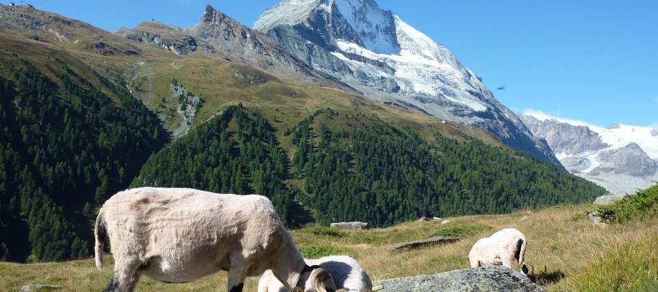 Randonnée été zermatt, valais, Suisse, moutons