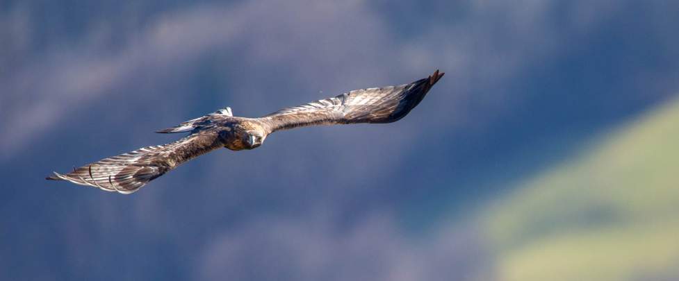 Aigle Royal Grands Prédateurs Chamonix