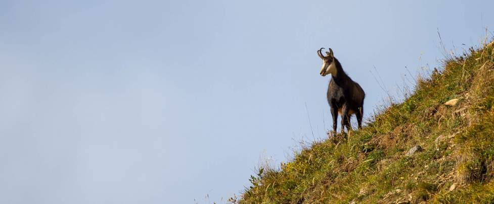 Chamois@Daniel Rodrigues Chamois Rut Chamonix