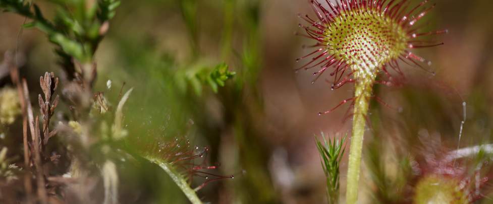 flore - CiedesguidesChamonix @ DanielRodrigues