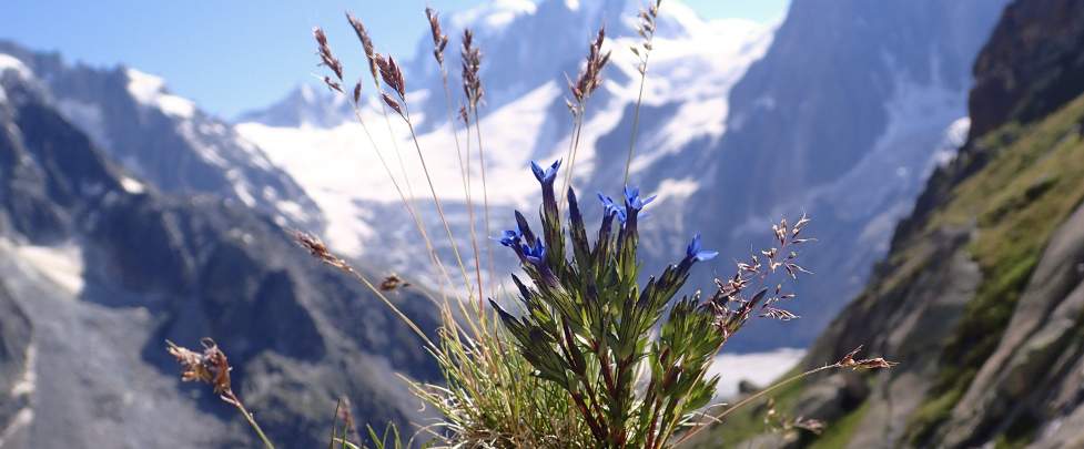 Flore alpine massif du Mont Blanc Jardin de Talèfre