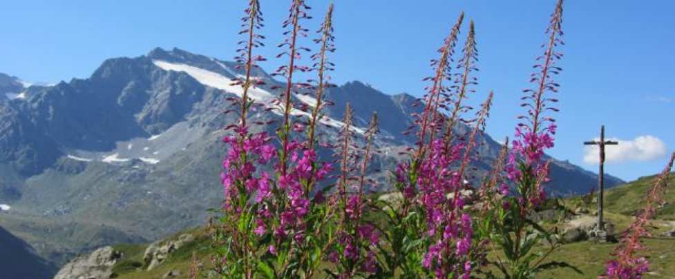 Hiking - Gran Paradiso Range (Italy) 6 days - Junior