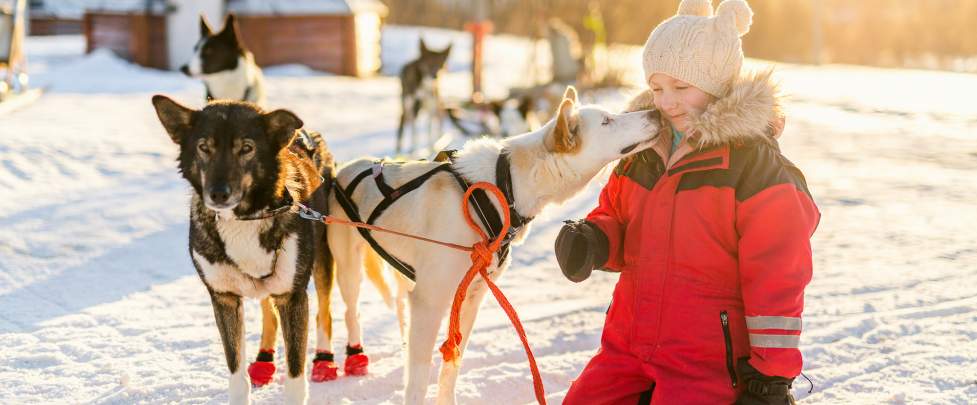 Chien de traineau Chamonix