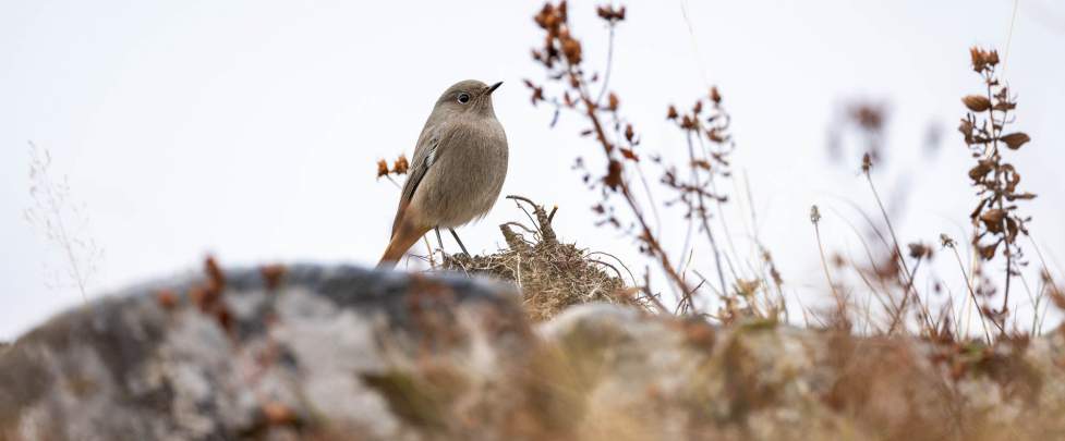 Migration Oiseaux @ Daniel Rodrigues Migration Oiseaux Chamonix