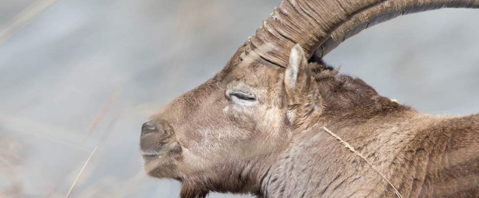 Rut du Bouquetin Chamonix